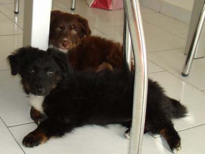 Η Choko και η Lacta δεν είναι για φάγωμα… αλλά θα τις λατρέψετε!