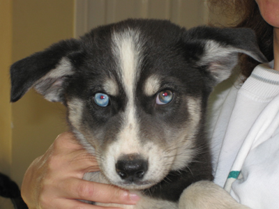 Βρέθηκαν πεταμένα ημίαιμα χάσκι