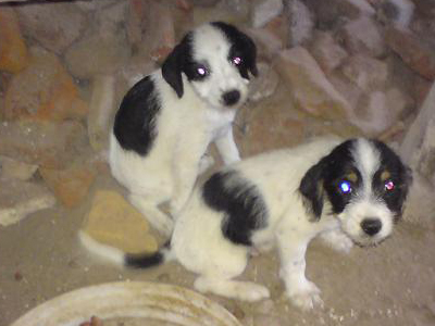 Τα πέταξαν στα σκουπίδια!