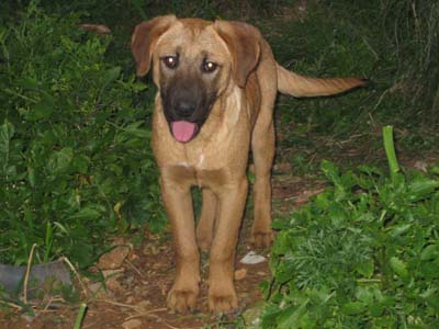 Χαρίζονται ημίαιμα λυκοσκυλάκια!