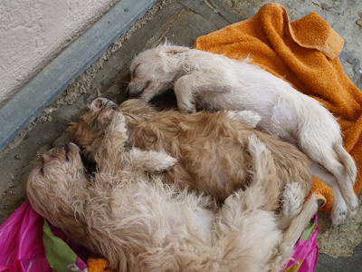 Δηλητηρίασε τα κουτάβια