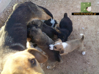 Η Ρόζα και τα κουτάβια της κινδυνεύουν