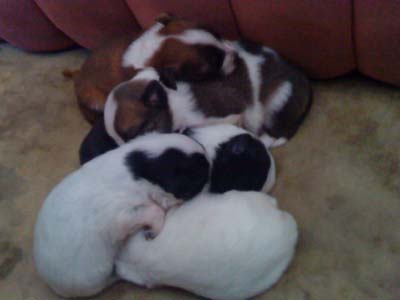 Δίνουν για υιοθεσία τα κουτάβια