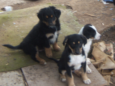 Χαρίζουν τέσσερα κουταβάκια