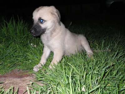 Χαρίζεται κουταβίνα