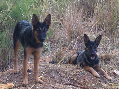 Κορίτσια για σπίτι…