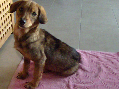 Είναι πλέον υγιής και δίνεται για υιοθεσία