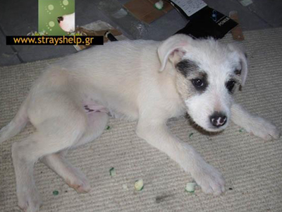 Χαρίζεται κουταβούλα