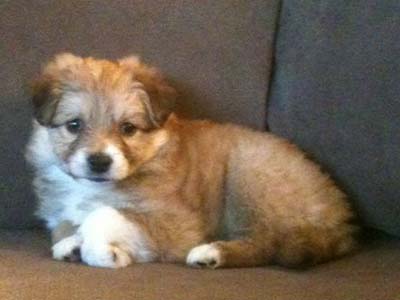 Είναι δύο μηνών και ψάχνει τη δική της οικογένεια!