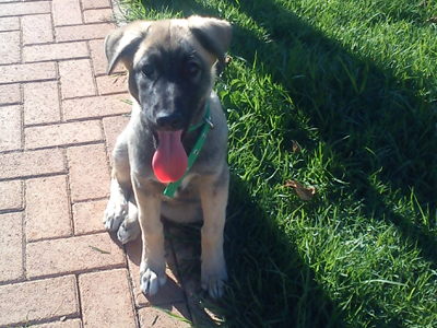 Χαρίζεται κουταβίτσα κουκλίτσα!