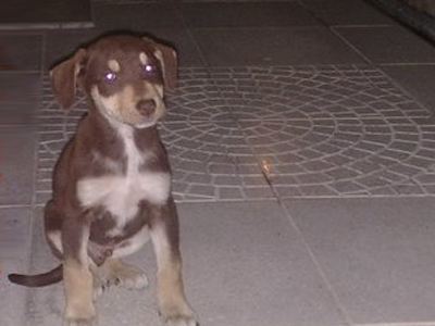 Το μικρό «μπισκοτάκι» ψάχνει φιλόζωη οικογένεια