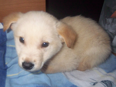 Χαρίζουν τον πανέμορφο μικρούλη Bono