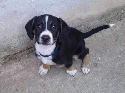 Χαρίζουν κουτάβι