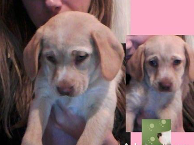 Ψάχνουν την κουταβούλα