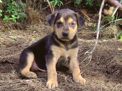 Ο Μόγλης και τα αδερφάκια του