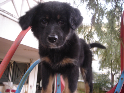 Χαρίζουν την Φουντούλα