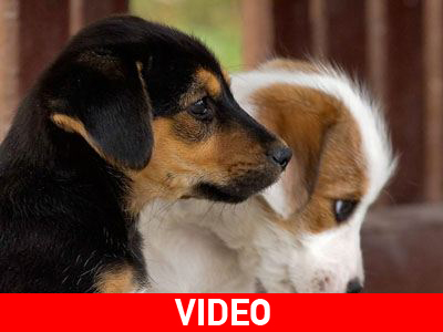 Τα παράτησε, για να πεθάνουν