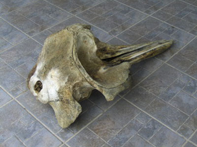 Βρήκαν κρανίο θαλάσσιου κήτους