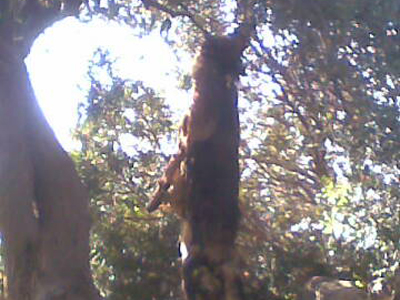 Στη «λεβεντογέννα» Κρήτη συνεχίζουν να κρεμούν τα σκυλιά!