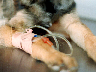 Επείγουσα μεταφορά