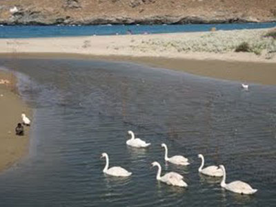 Ο μοναχικός κύκνος της Άνδρου βρήκε παρέα