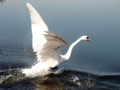 Ευρωπαϊκή Γιορτή Πουλιών 2009