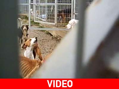 Τόπος μαρτυρίου για τα ζώα το Δημοτικό Κυνοκομείο Φλώρινας