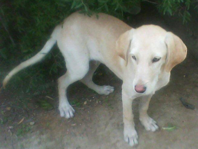 Χαρίζεται ημίαιμο λαμπραντόρ