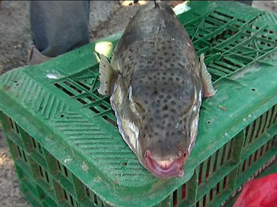 Υπερτροφικός λαγοκέφαλος πιάστηκε στην Κω