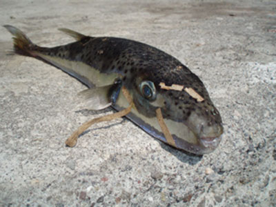 Λαγοκέφαλος και στην Σαντορίνη