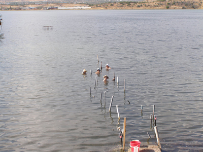 «Λασποθεραπεία» στον υδροβιότοπο