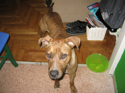 Ζητείται συγκάτοικος για την Λέιλα‏