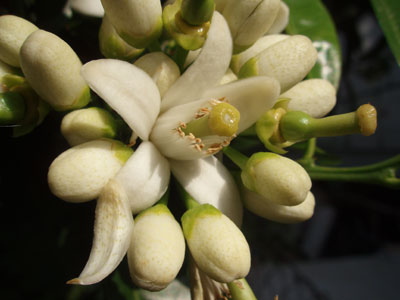 Μεγάλες καταστροφές σε πορτοκάλια και μανταρίνια