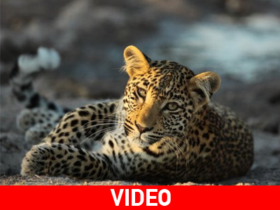 Σώστε τις λεοπαρδάλεις!