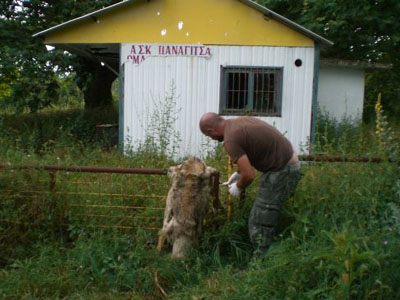 Λύκαινα βασανίστηκε μέχρι θανάτου Λύκαινα βασανίστηκε μέχρι θανάτου