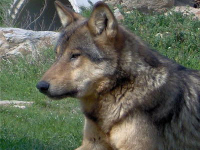 Ο λύκος αλλιώς!