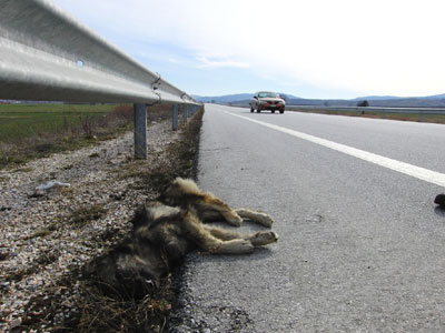 Λυκάκι νεκρό σε τροχαίο