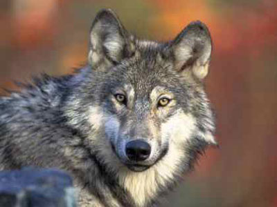 Λύκαινα νεκρή από σφαίρες