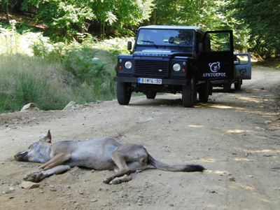 Λύκος νεκρός από φόλα