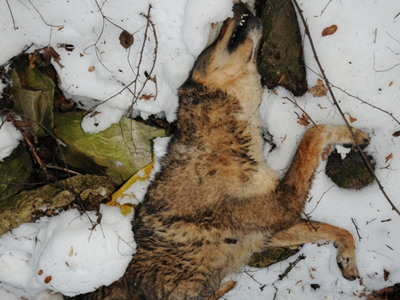 Τα μεγάλα σαρκοφάγα της Ελλάδας υπό διωγμό
