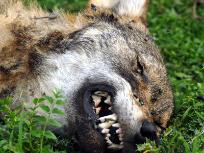 Λύκος νεκρός από φόλα στην Κρήνη Τρικάλων