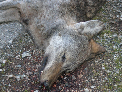 Άλλος ένας λύκος νεκρός σε τροχαίο