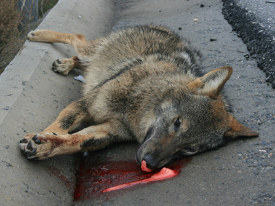 Και λύκαινα θύμα τροχαίου!