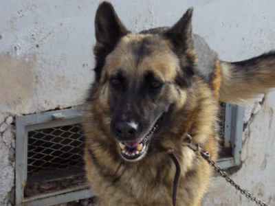 Η όμορφη λυκοσκυλίνα ψάχνει σπίτι