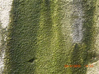 Καταγγέλλει τη μόλυνση που προκαλεί το ταχυφαγείο