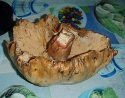 Μανιτάρι 4,5 κιλών