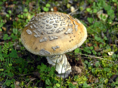 Συγκέντρωση μανιταρόφιλων