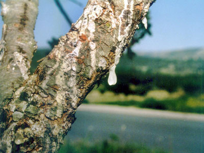 Έκλεψαν 280 κιλά μαστίχας Χίου