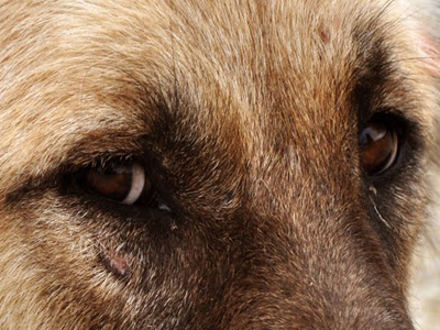 Στις 13/12 θα δικαστεί ο εγκληματίας – βοσκός που τύφλωσε τον σκύλο