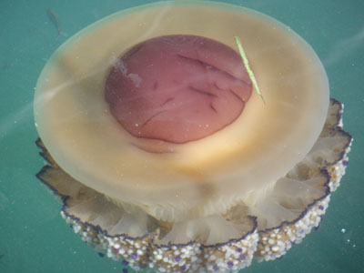 Φάτε… τις μέδουσες σούσι